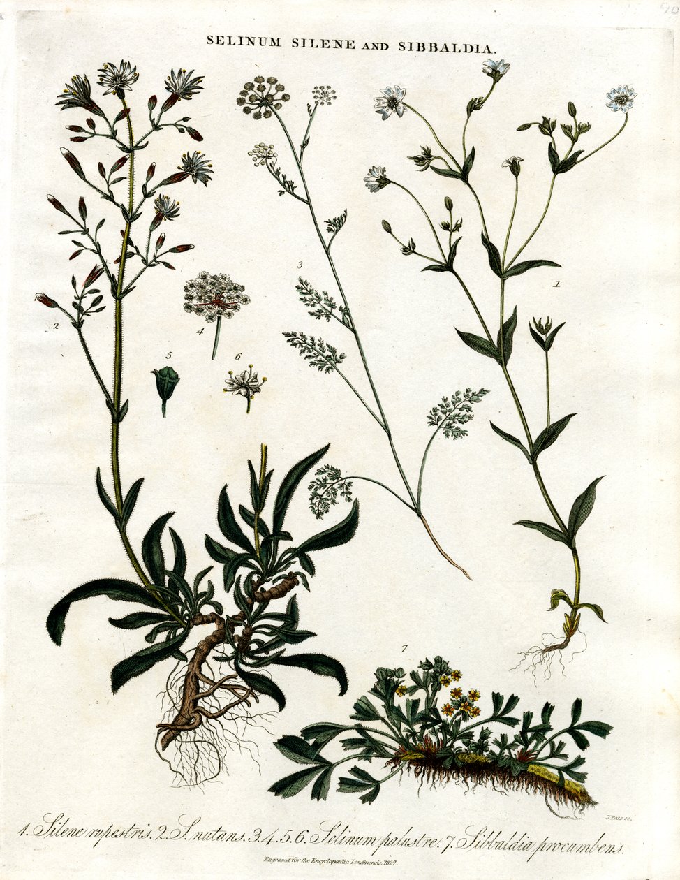 Selinum; Silene e Sibbaldia da John Pass