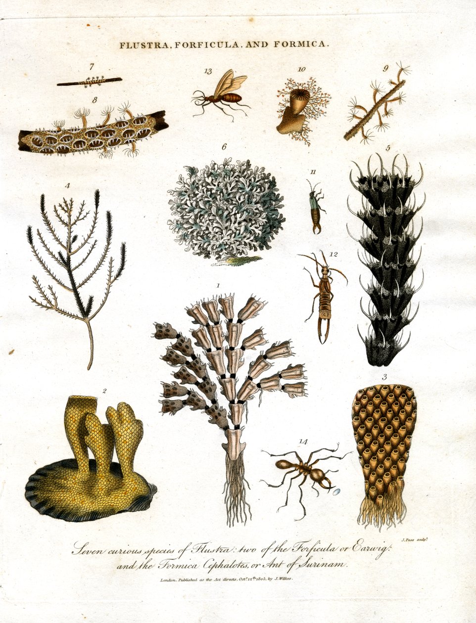 Sette curiose specie di Flustra, due di Forficula e la Formica Cephalotes del Suriname. da John Pass