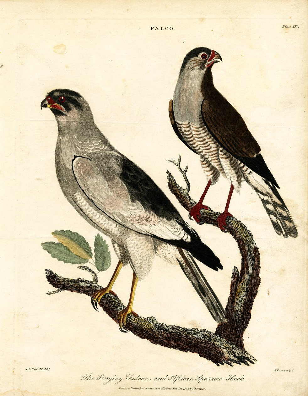 Falco canterino e Sparviero africano da John Pass