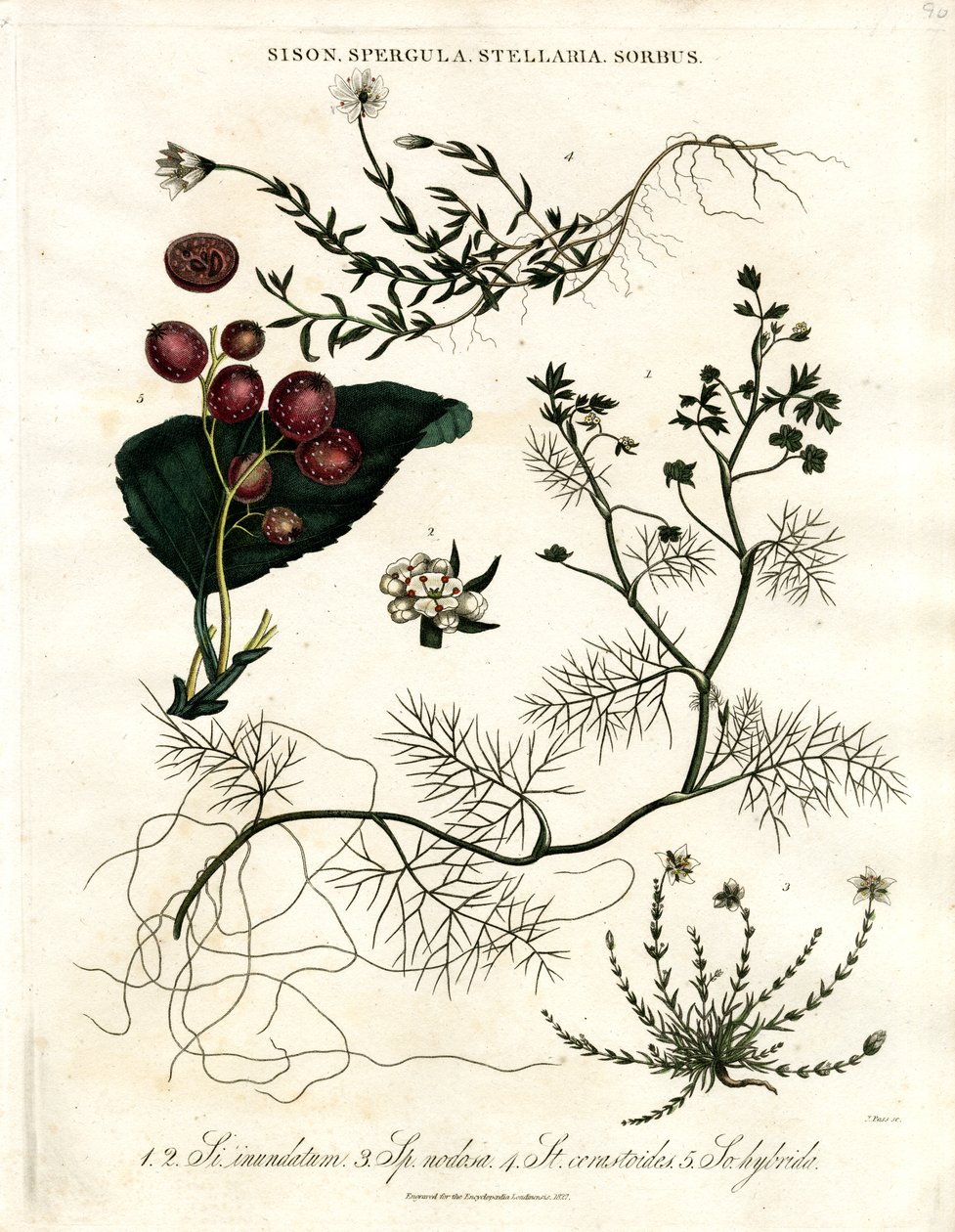 Sison;Spergula;Stellaria;Sorbus da John Pass