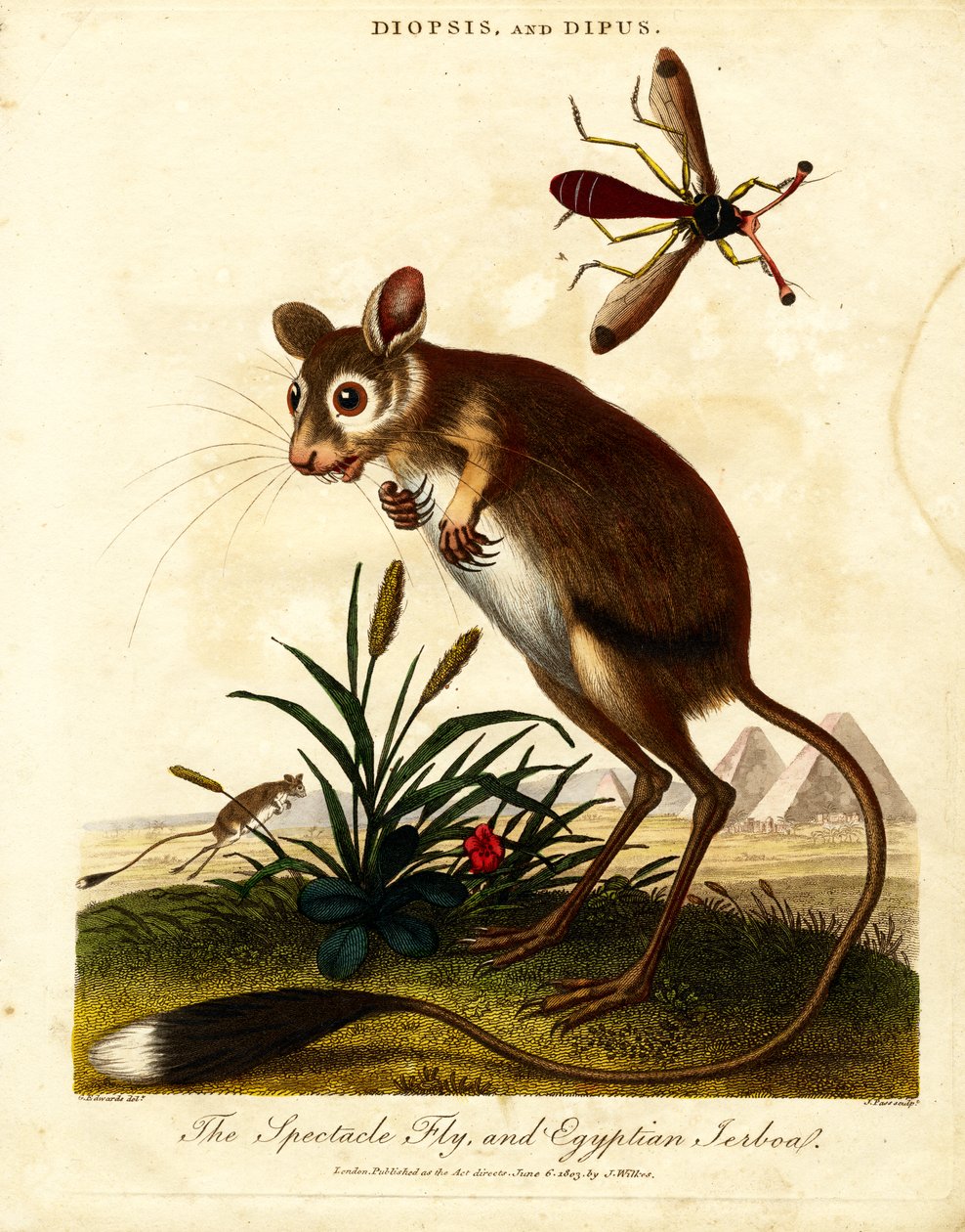Mosca dagli occhiali e Jerboa egiziano da John Pass