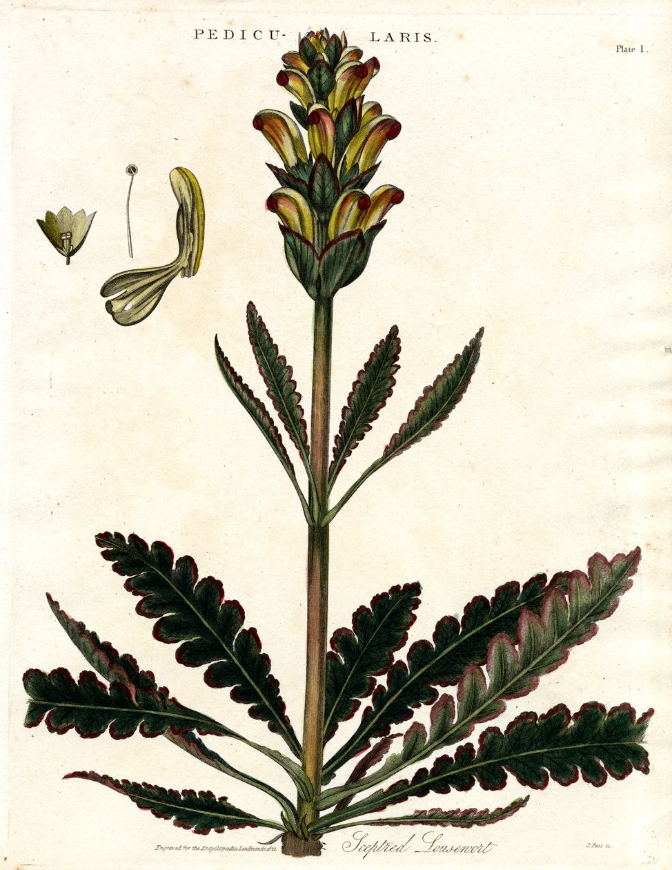 Pedicularia (Pedicularis) da John Pass
