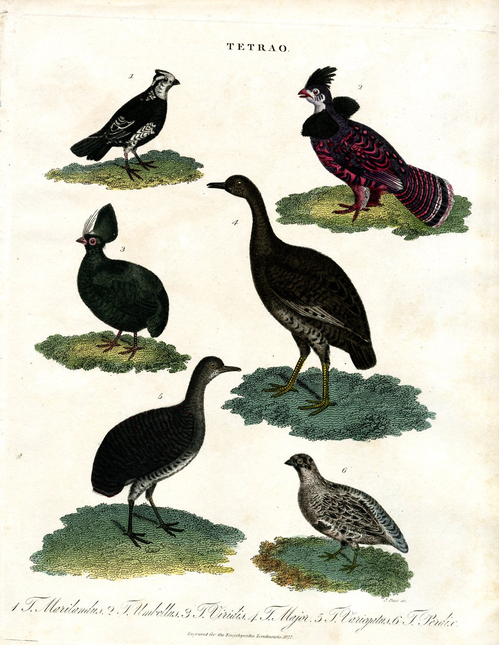 Specie Tetrao (Gallo cedrone) da John Pass
