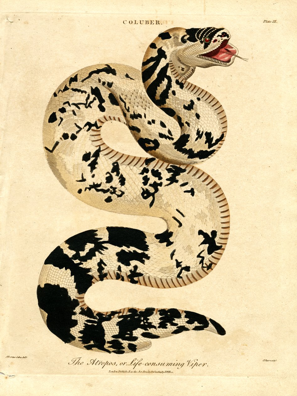 La vipera Atropos, o vipera che consuma la vita da John Pass