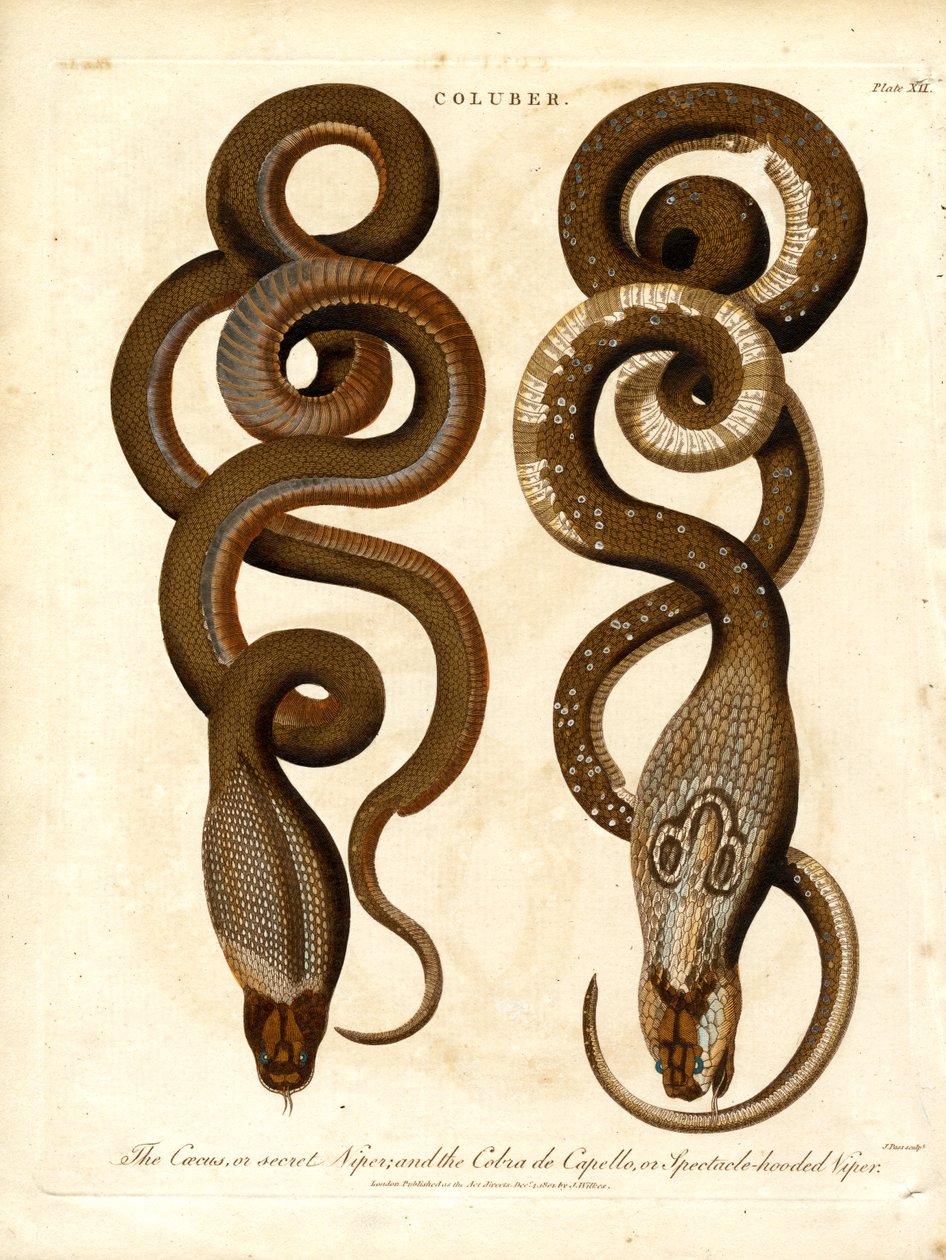 Il Cæcus, o Vipera segreta, e il Cobra de Capello, o Vipera con gli occhiali da John Pass