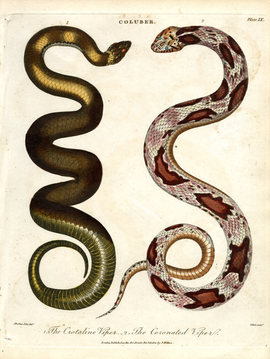 La Vipera Crotalina e la Vipera Incoronata da John Pass