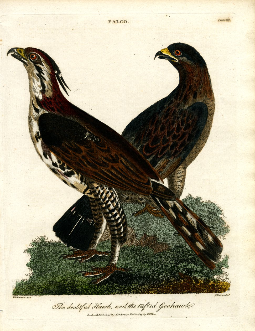 Il falco dubbioso e l