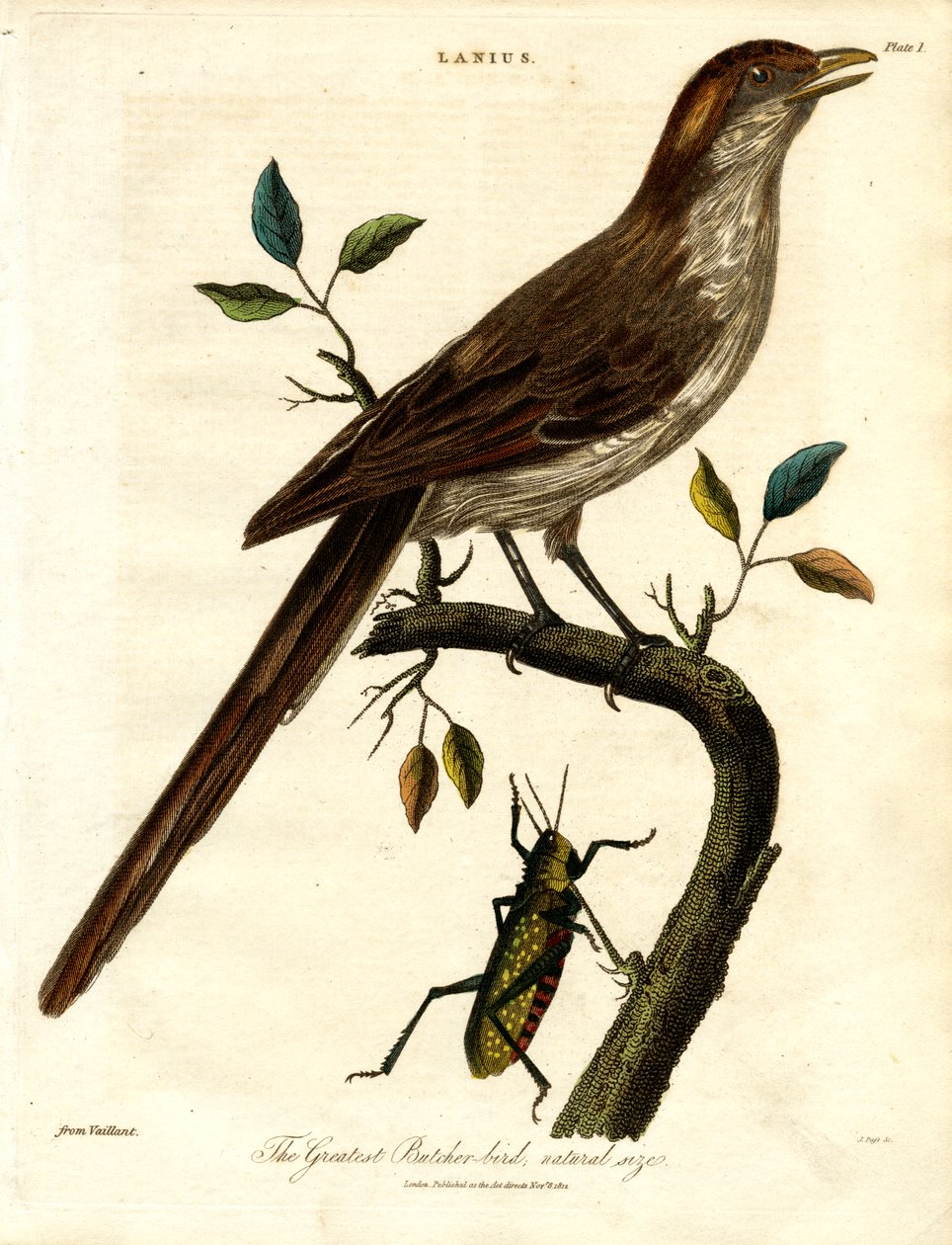 Il più grande uccello macellaio; dimensioni naturali da John Pass