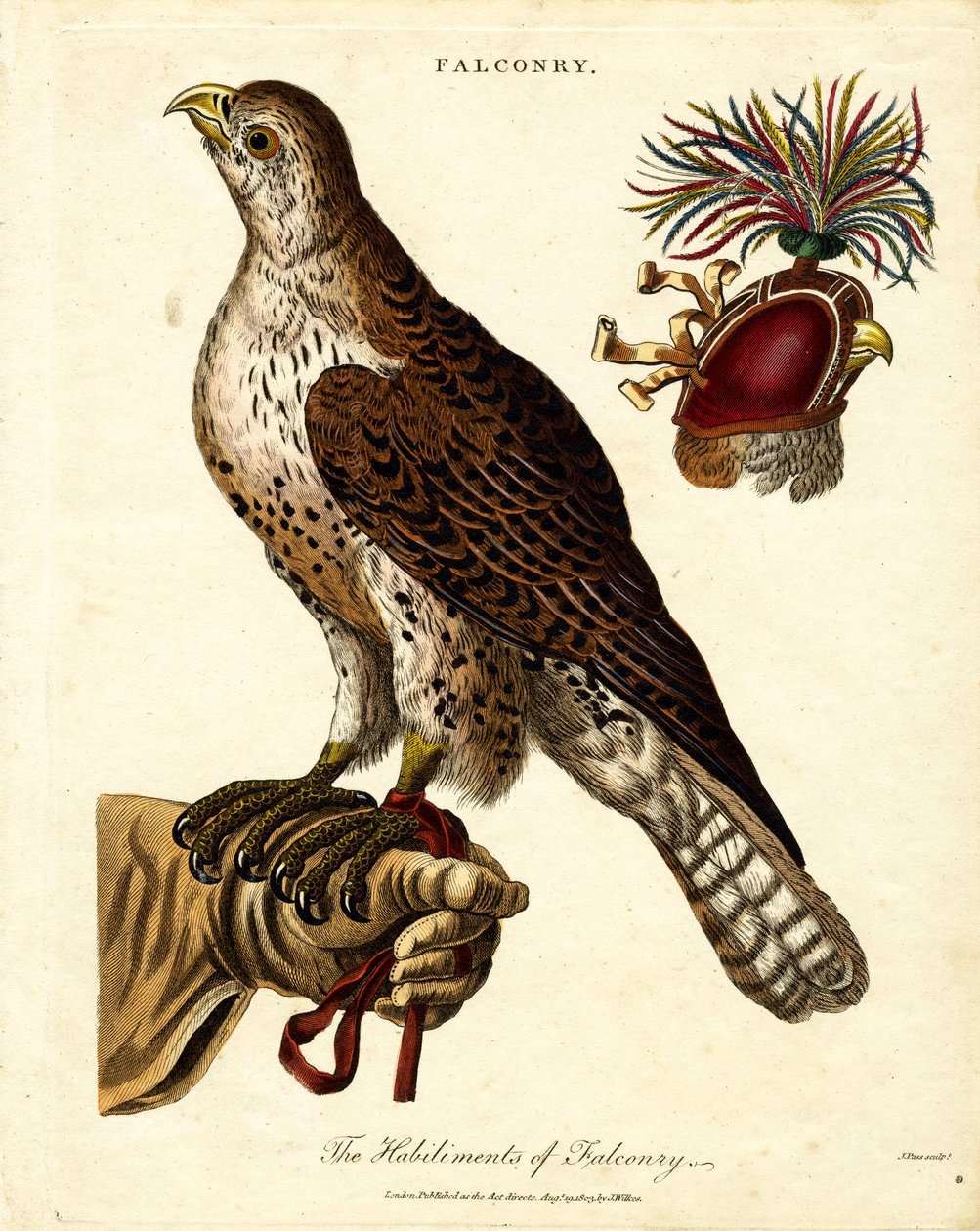 I mestieri della falconeria da John Pass