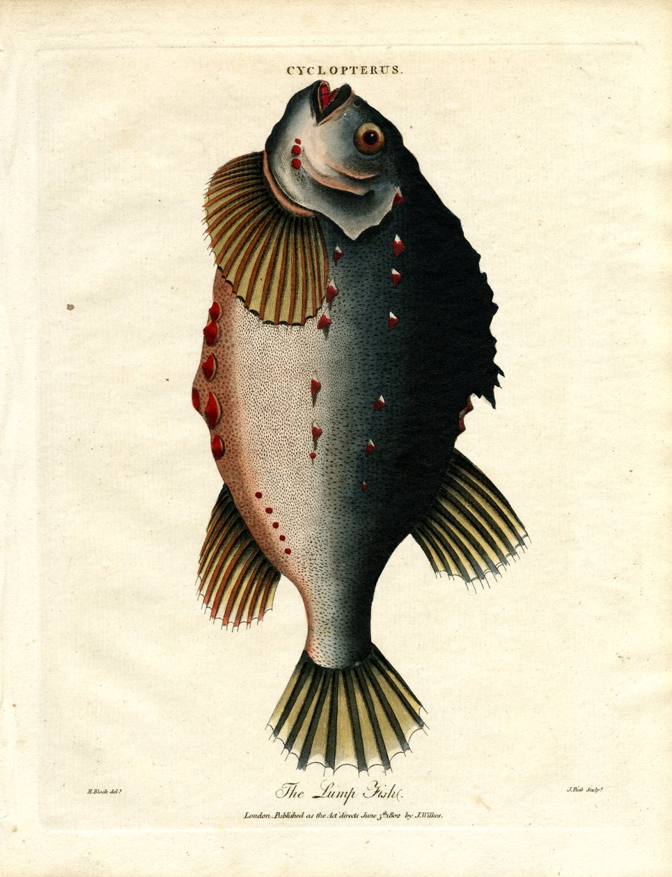 Il Pesce Grumo da John Pass