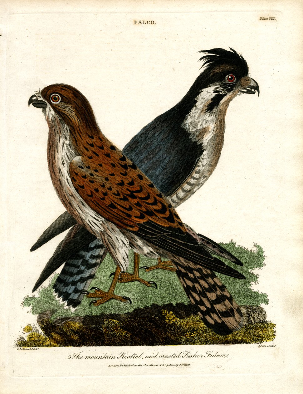 Il gheppio di montagna e il falco pescatore crestato da John Pass