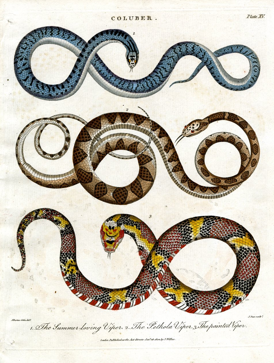 Tre diverse specie di vipere da John Pass