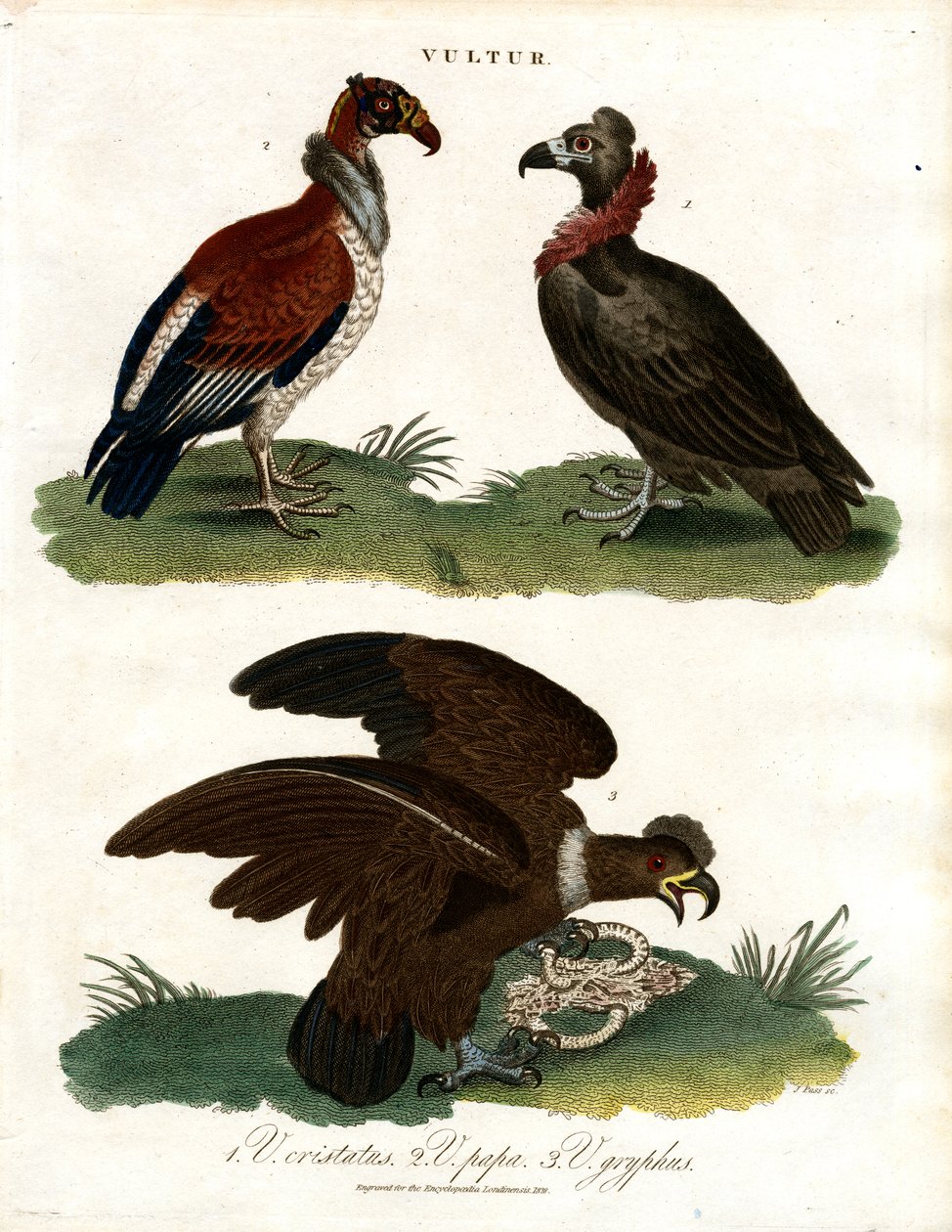 Tre specie di avvoltoio (Vultur) da John Pass