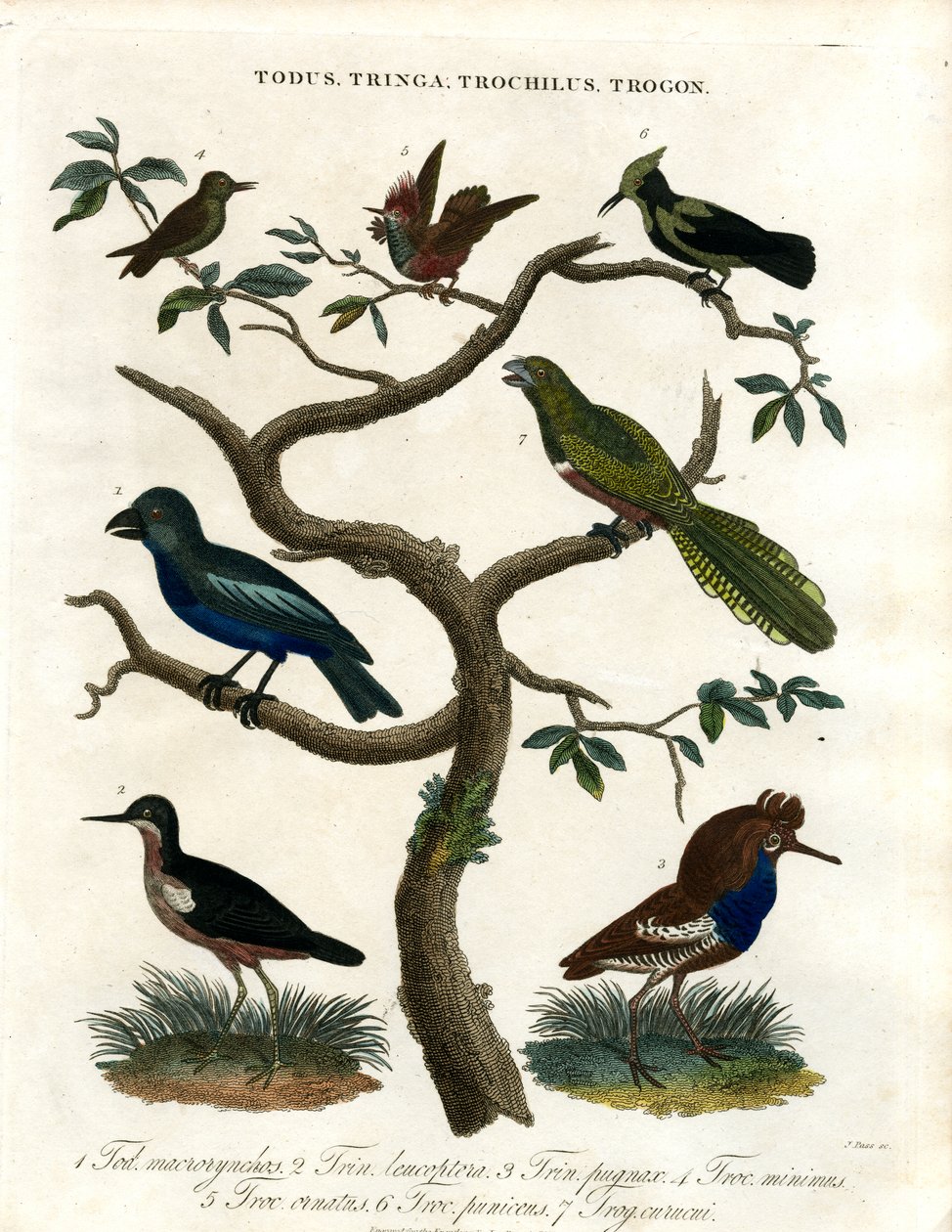 Todus;Tringa;Trochilus e Trogon da John Pass