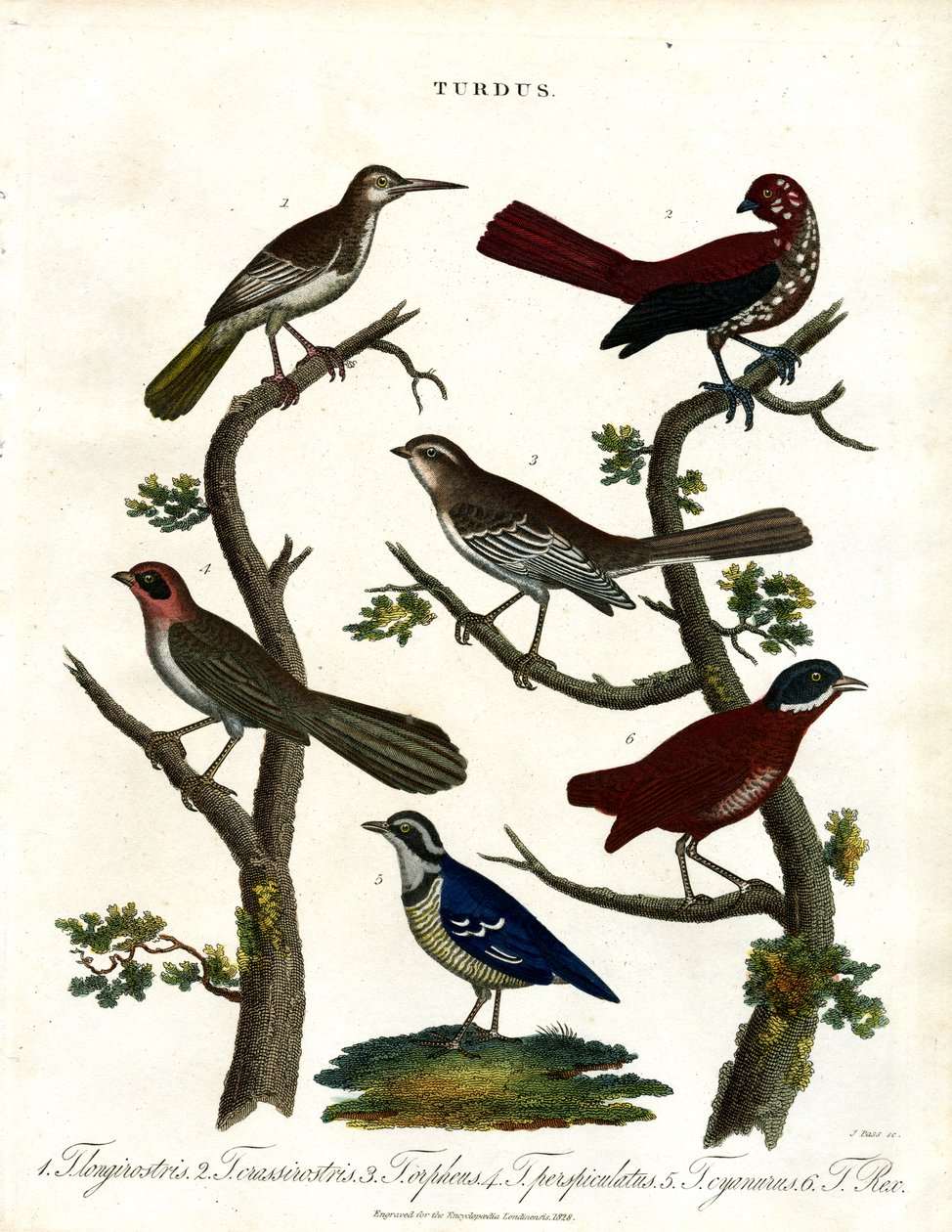 Varie specie di tordo (Turdus) da John Pass