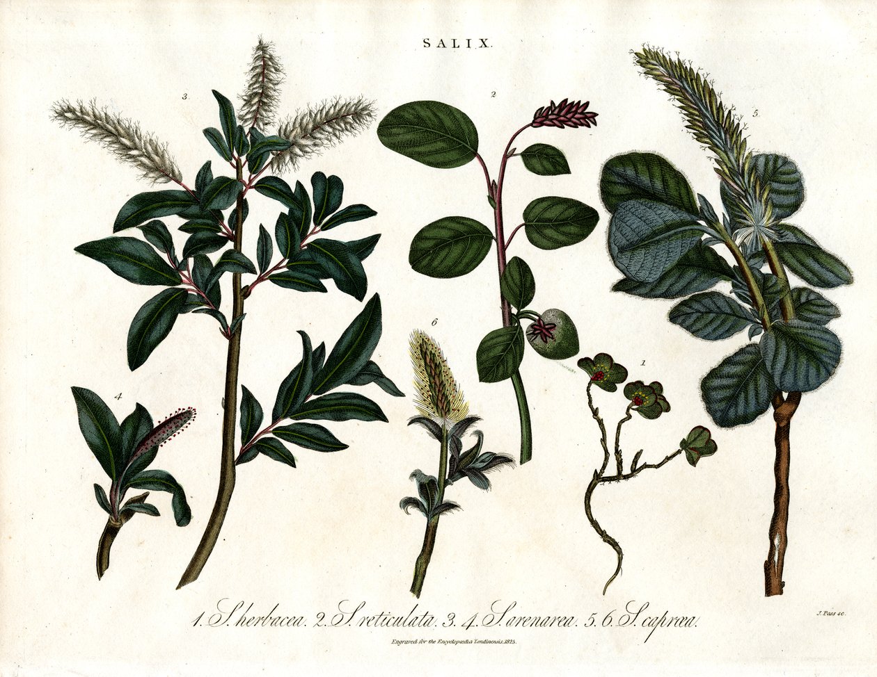 Varie specie di salice (Salix) da John Pass