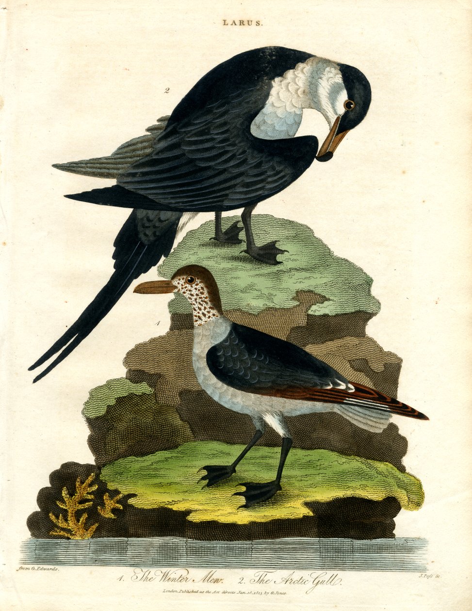 Tignosa d