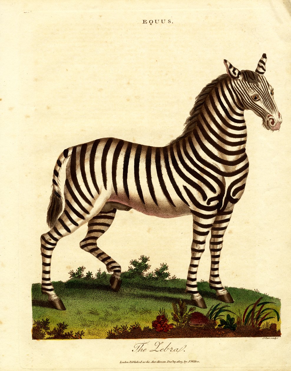 Zebra (Equus) da John Pass