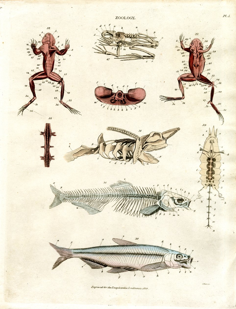 Illustrazioni anatomiche zoologiche (Piastra 5) da John Pass