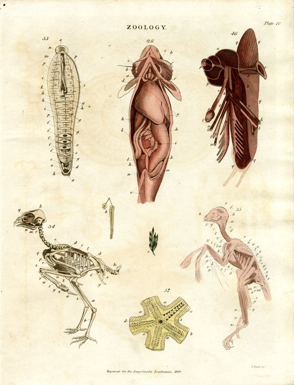 Illustrazioni anatomiche zoologiche (Piastra XV) da John Pass