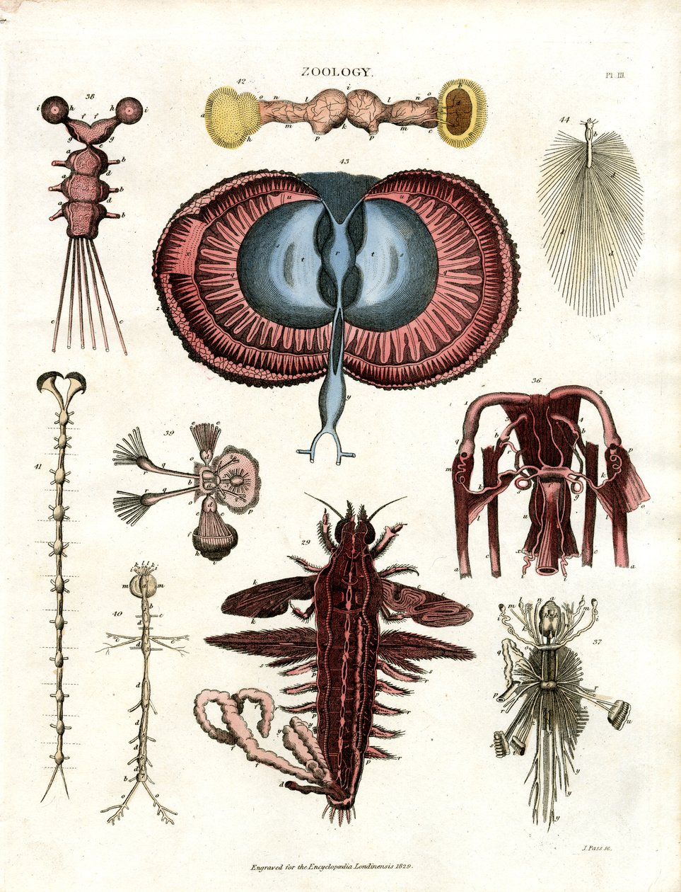 Zoologia Pl. III: Illustrazioni anatomiche di vari animali invertebrati da John Pass