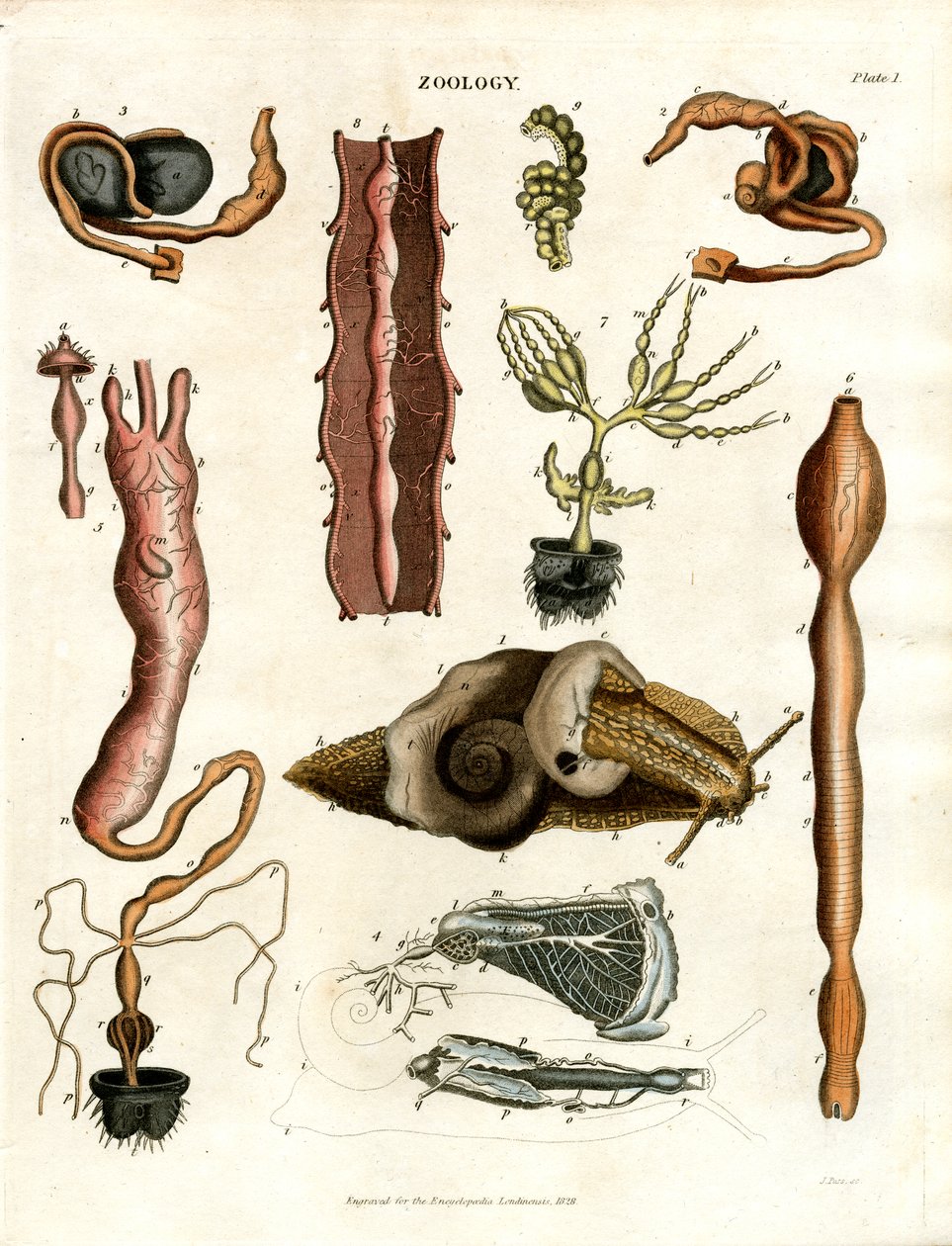 Zoologia Piastra I: Illustrazioni anatomiche di vari animali da John Pass
