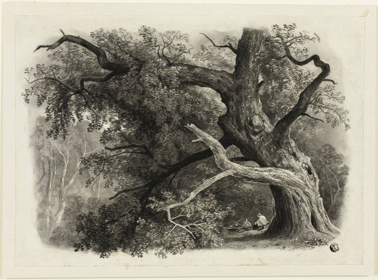 Vecchio albero nella Billah - Foresta di Sherwood da John Rawson Walker