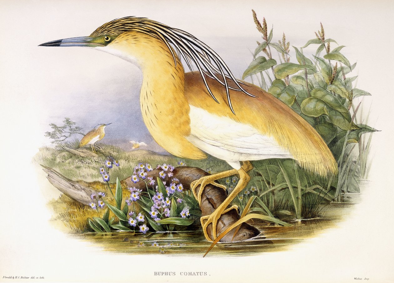 Buphus Comatus da John and Richter Henry Constantine Gould