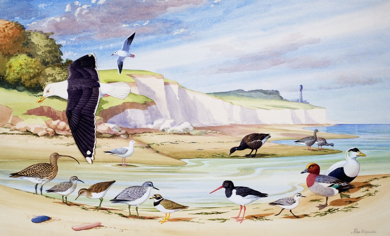 Uccelli marini (gouache su carta) da John Rignall