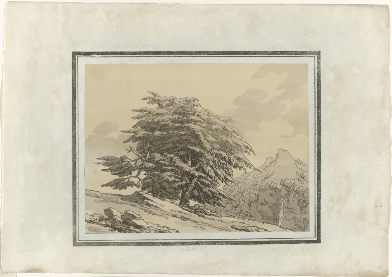 Cedro da John Robert Cozens