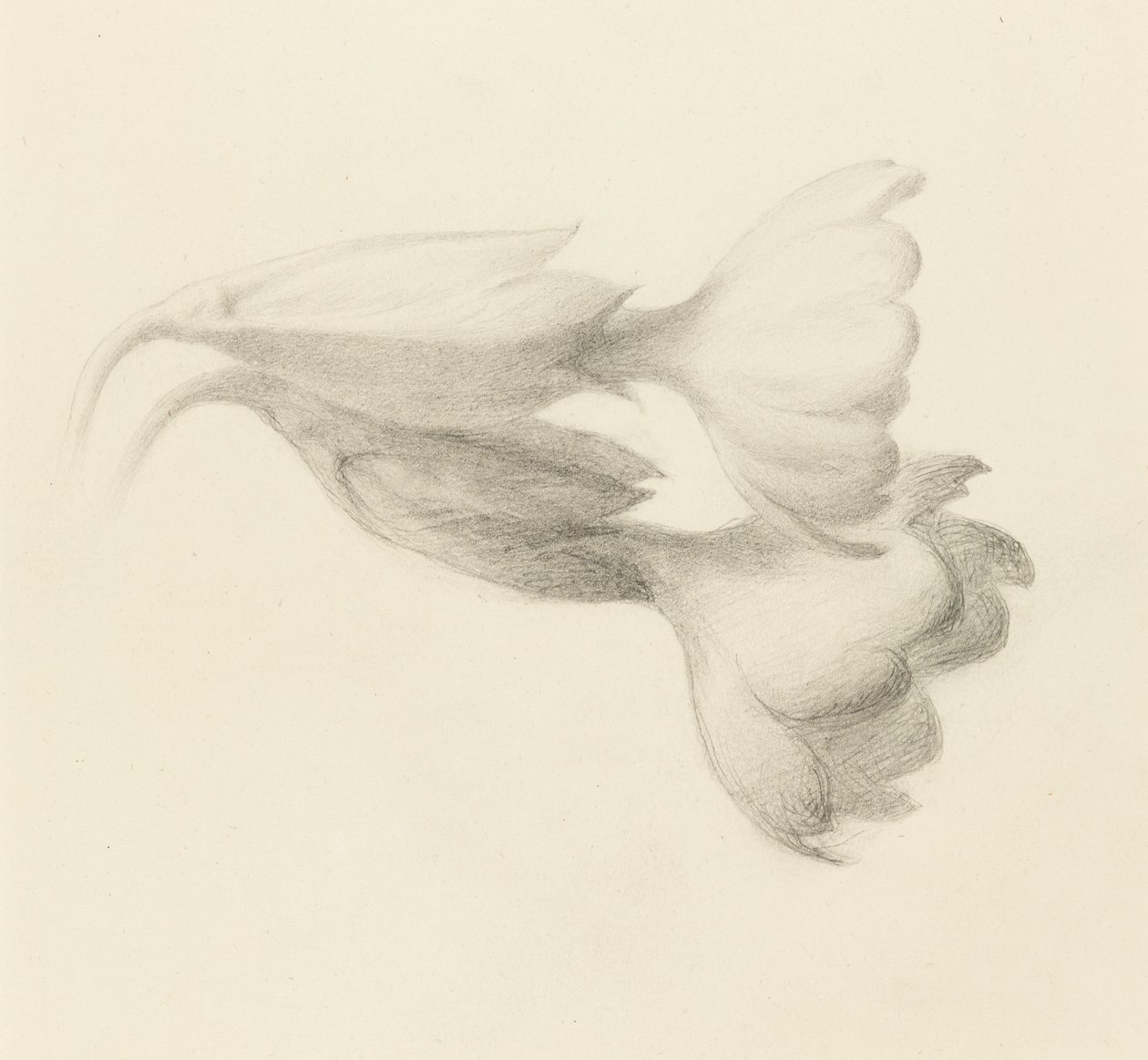 Campanelli di primula, probabilmente 1871 da John Ruskin