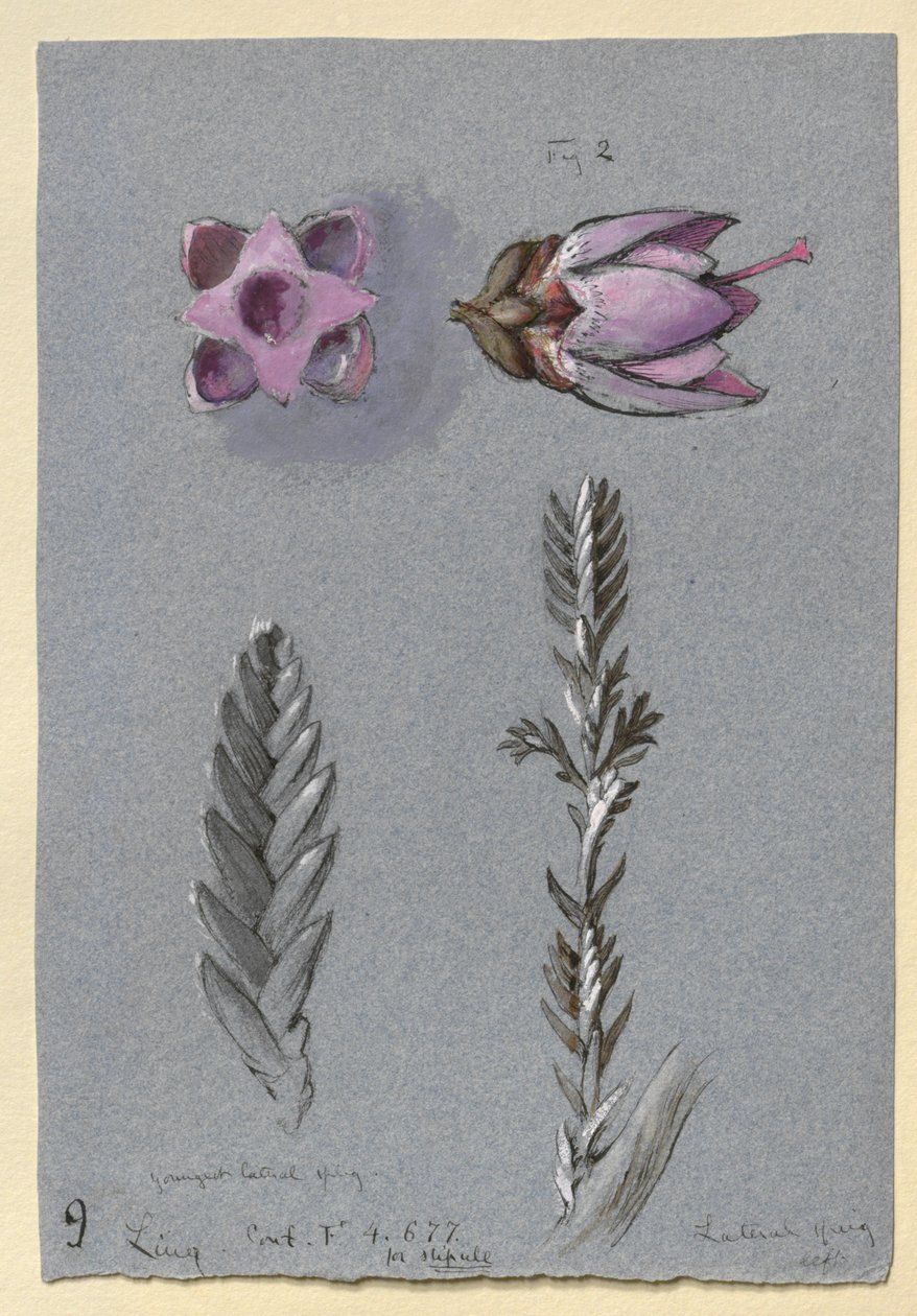 Quattro studi di Ling, probabilmente 14 settembre 1869 da John Ruskin