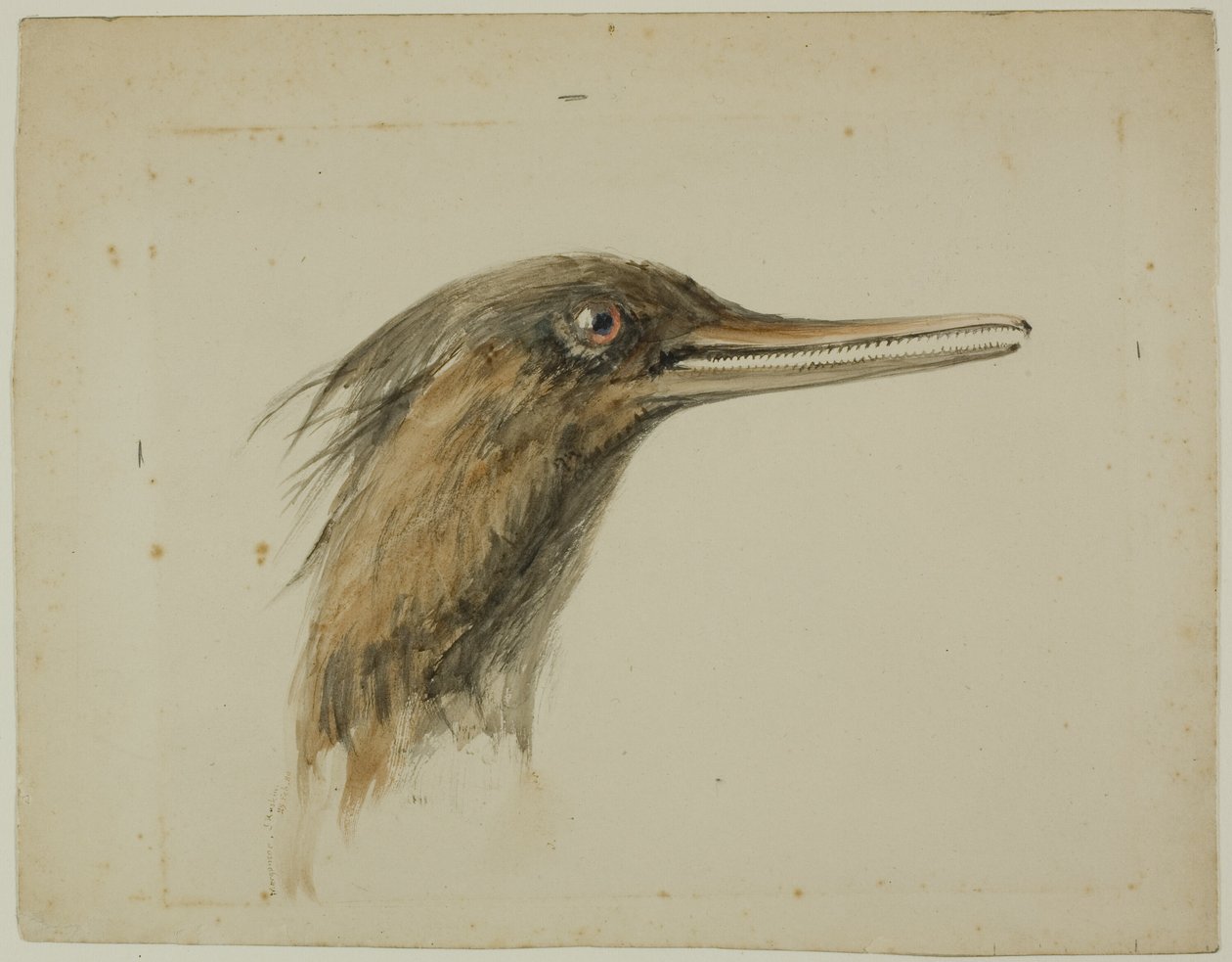 Smergo da John Ruskin