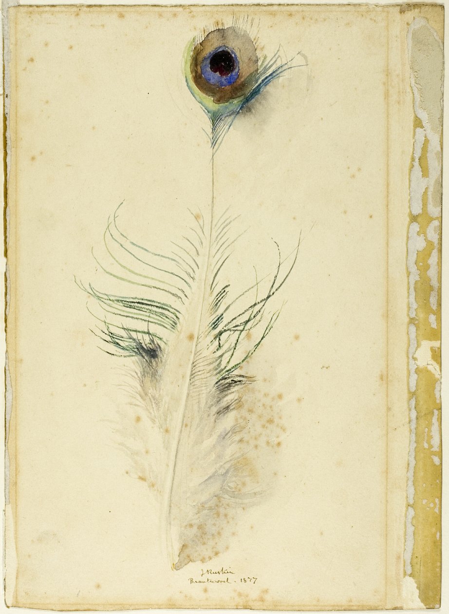 Piuma di pavone da John Ruskin