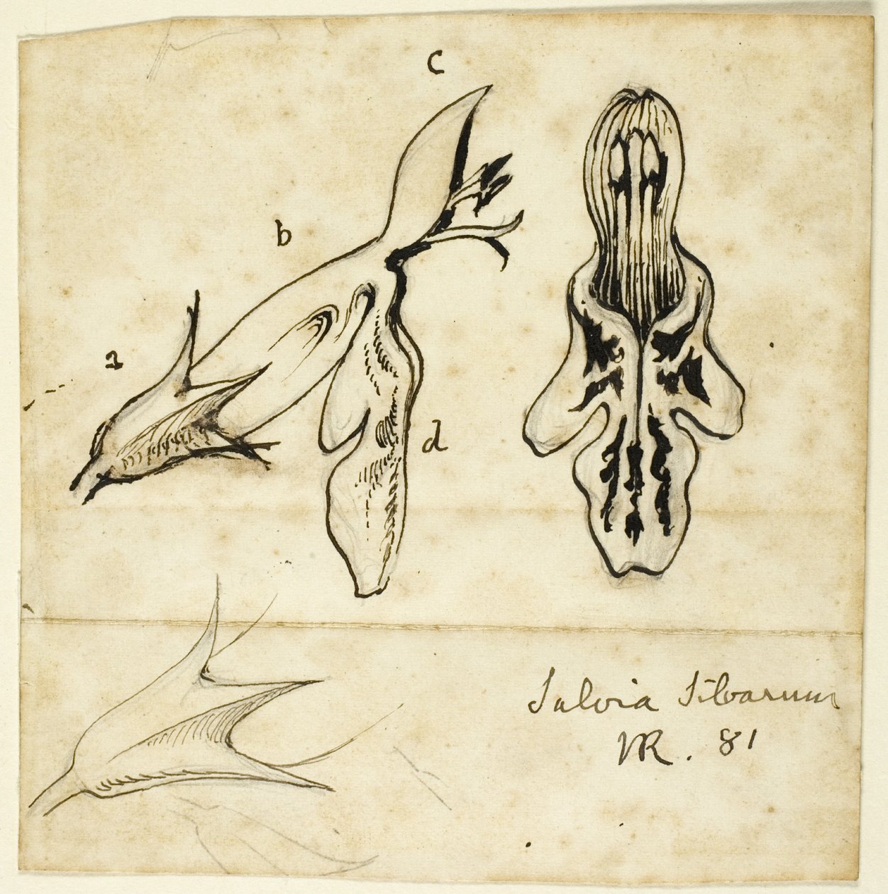 Salvia Silvarum da John Ruskin