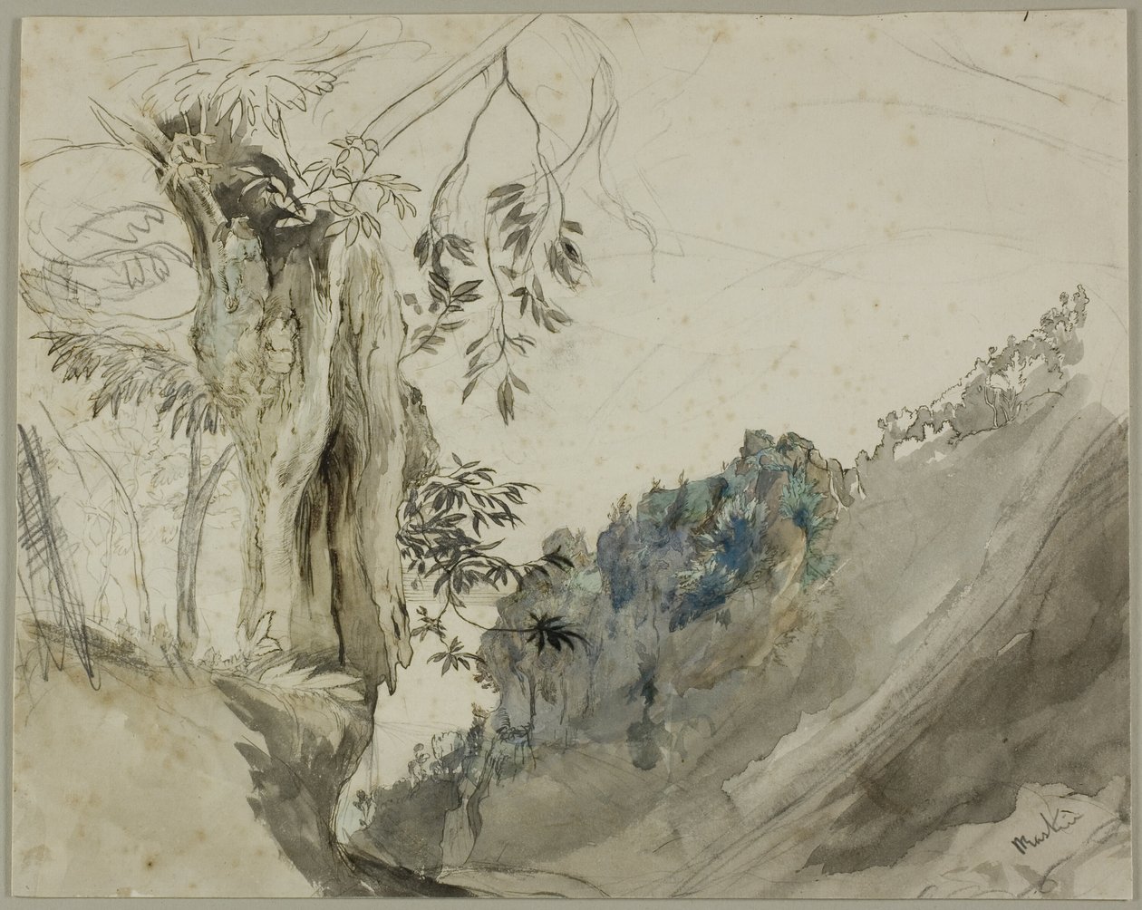 Castagno spagnolo da John Ruskin