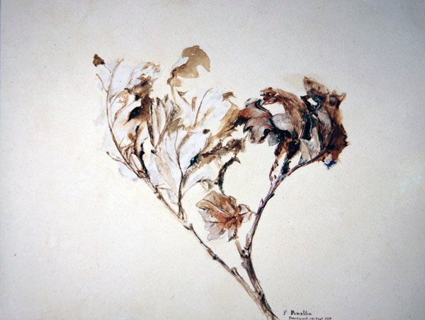 Studio di foglie di quercia da John Ruskin