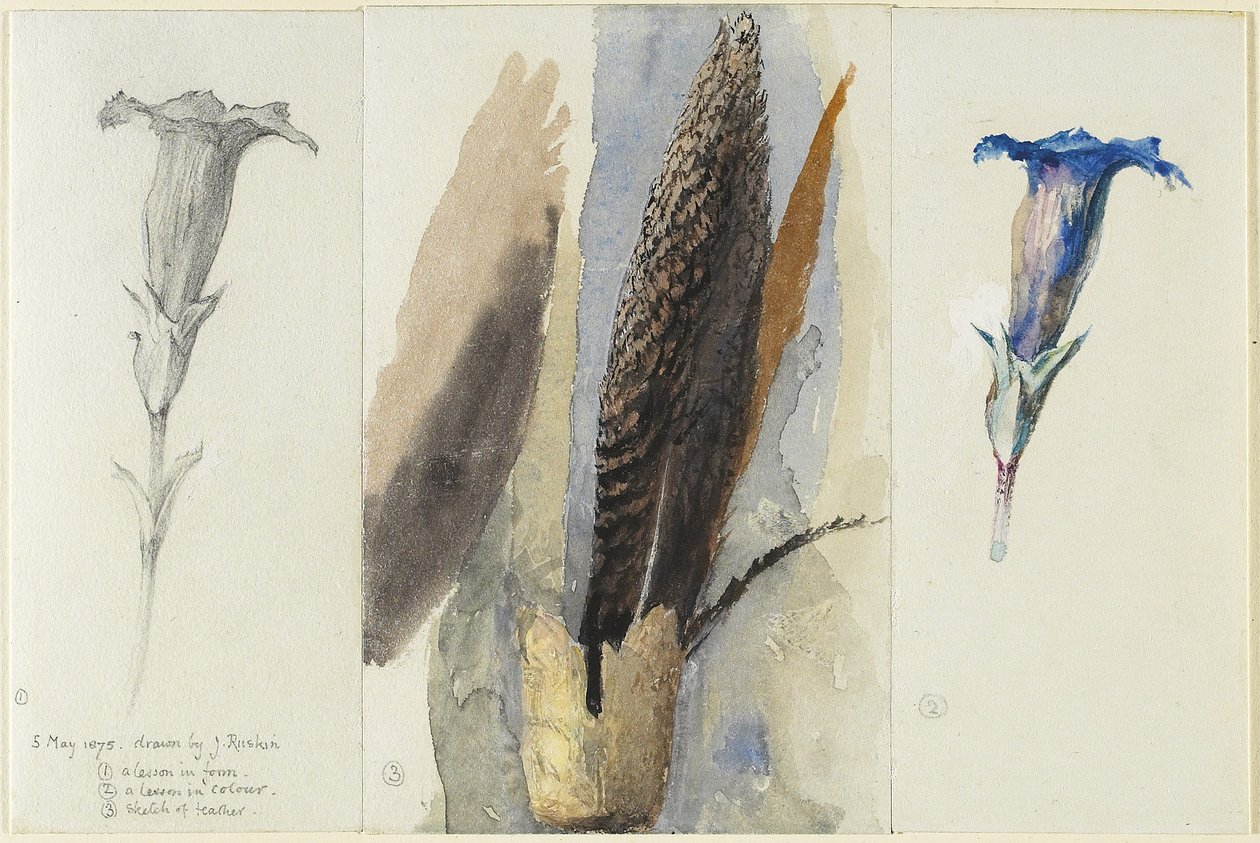 Studio di una piuma, affiancato da due studi di genziana, 1875 da John Ruskin