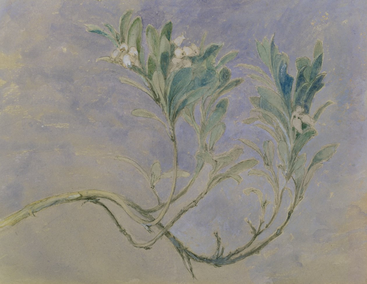 Studio di un ramoscello di mirto, c.1877 da John Ruskin