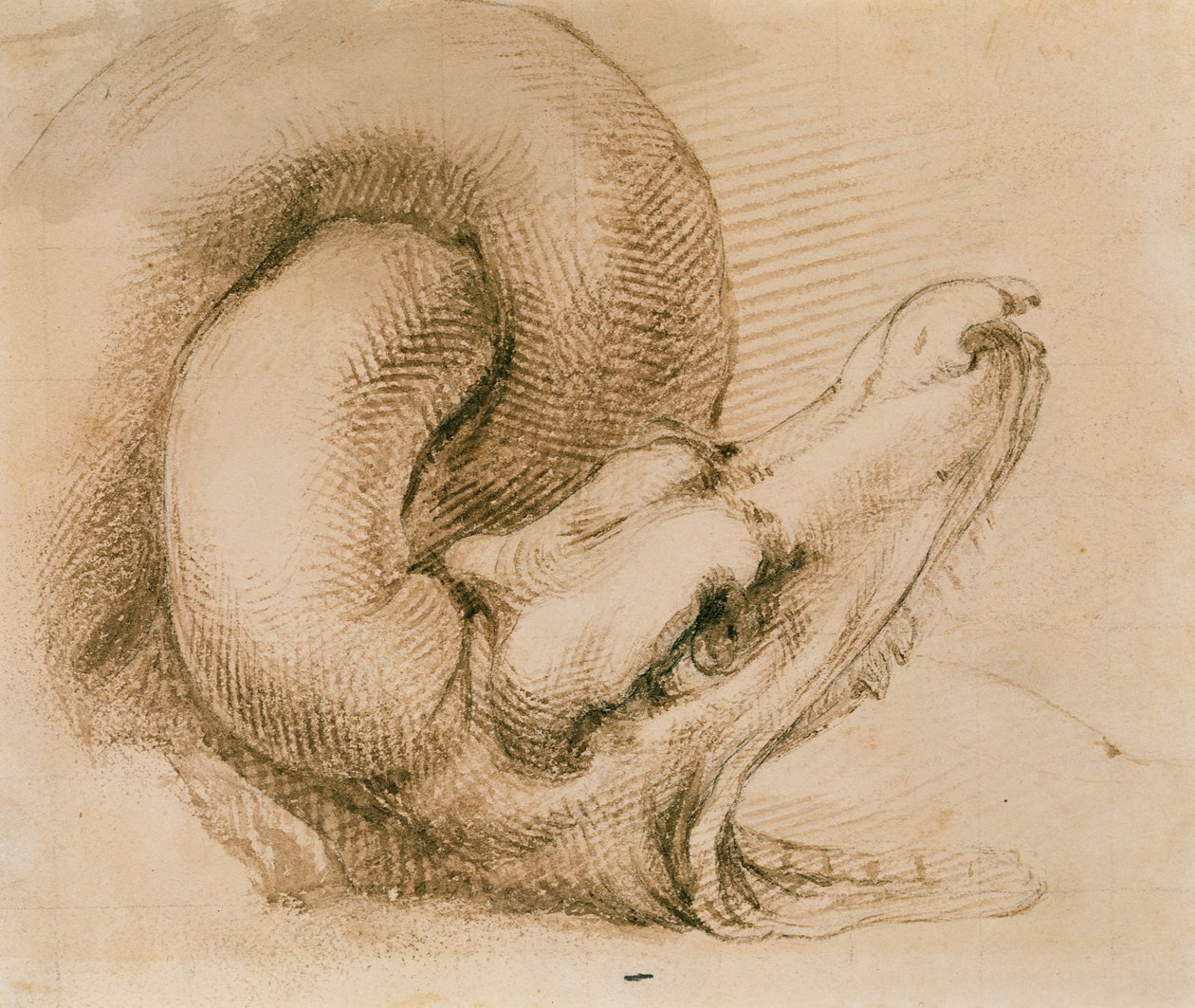 Studio della testa di un drago dopo Michelangelo da John Ruskin