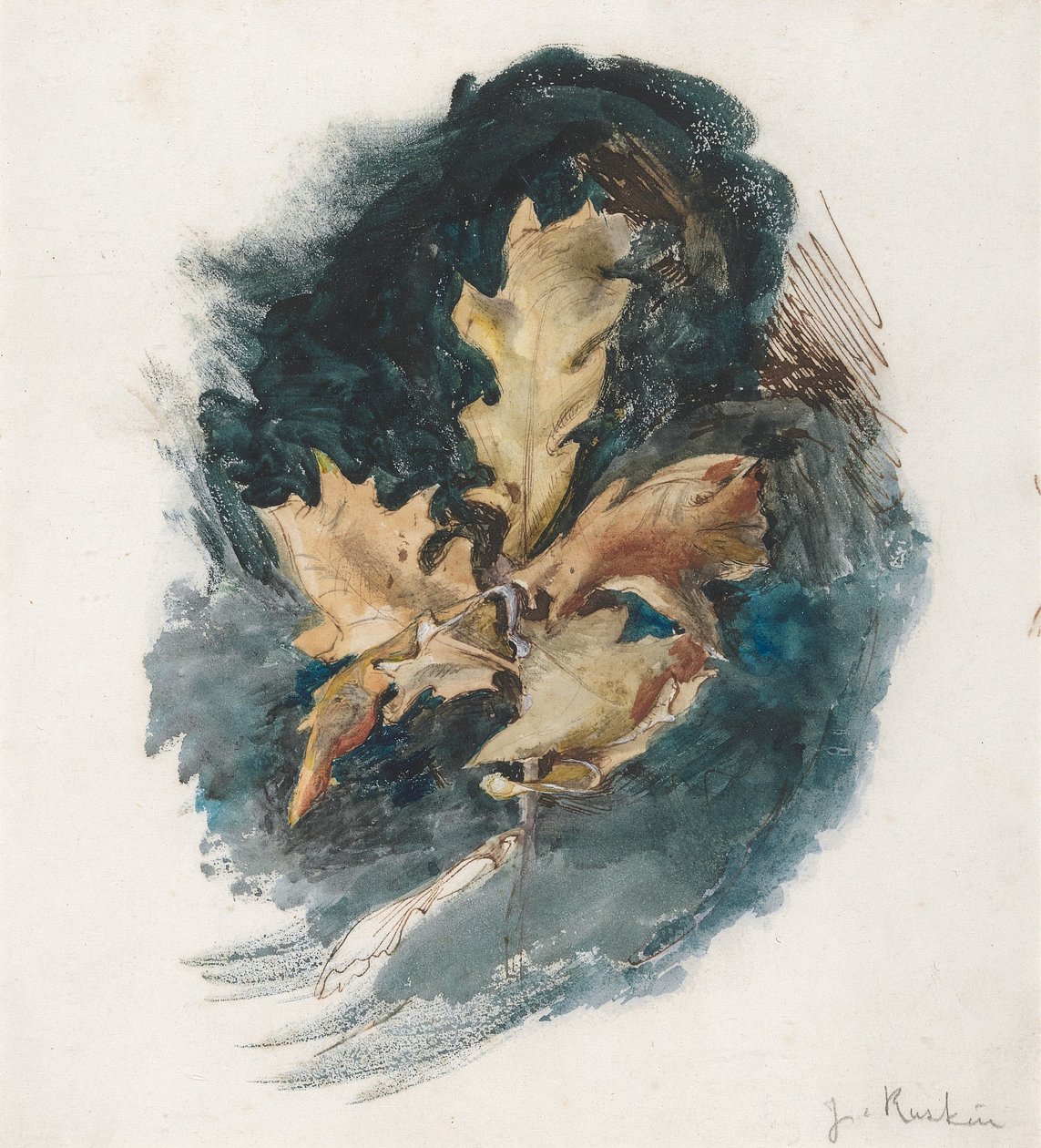Studio di una foglia di quercia da John Ruskin
