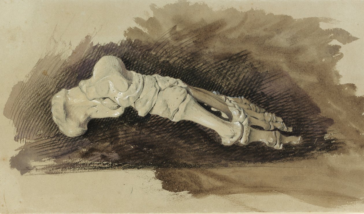 Le ossa del piede di una donna (matita con acquerello e gouache su carta) da John Ruskin