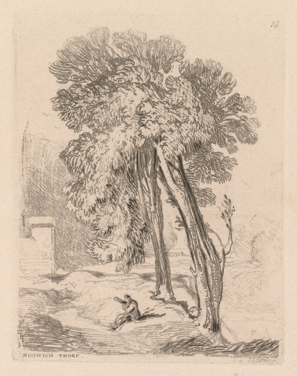 Liber Studiorum: Tavola 18, Alberi a Norwich Thorp, Norfolk da John Sell Cotman