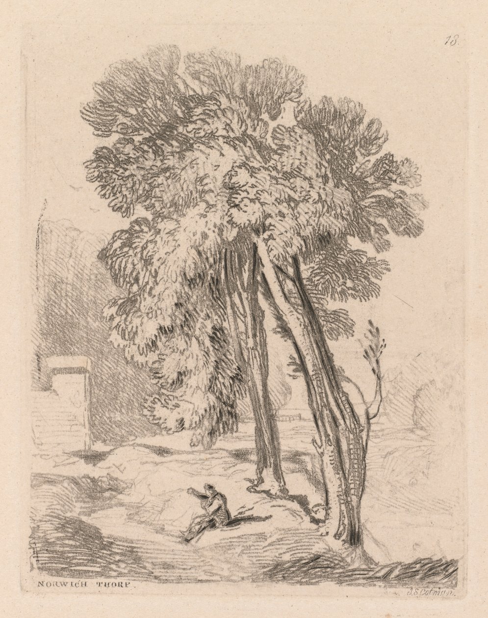 Liber Studiorum: Alberi a Norwich Thorp, Norfolk da John Sell Cotman