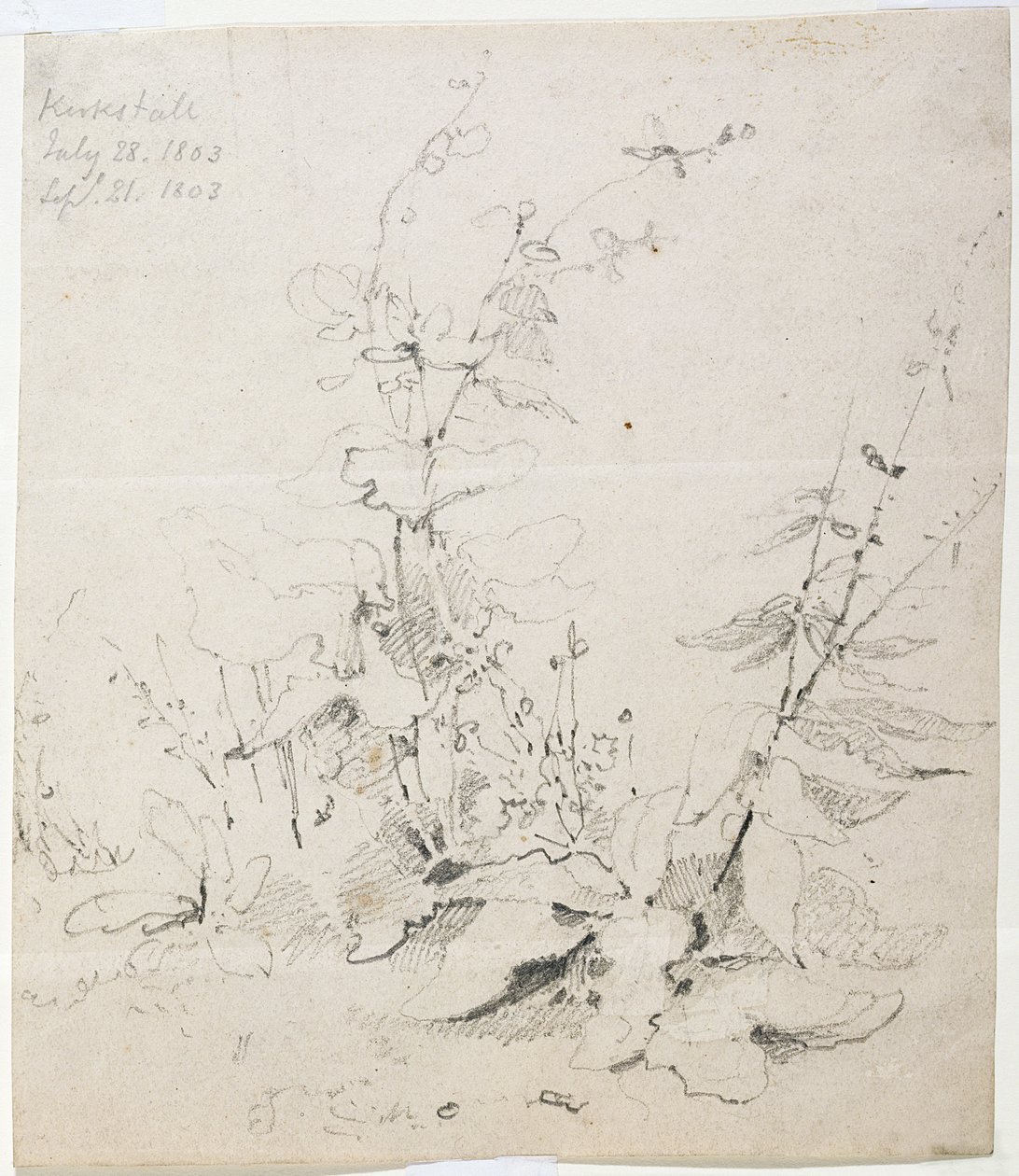 Studio di erbacce, Kirkstall da John Sell Cotman