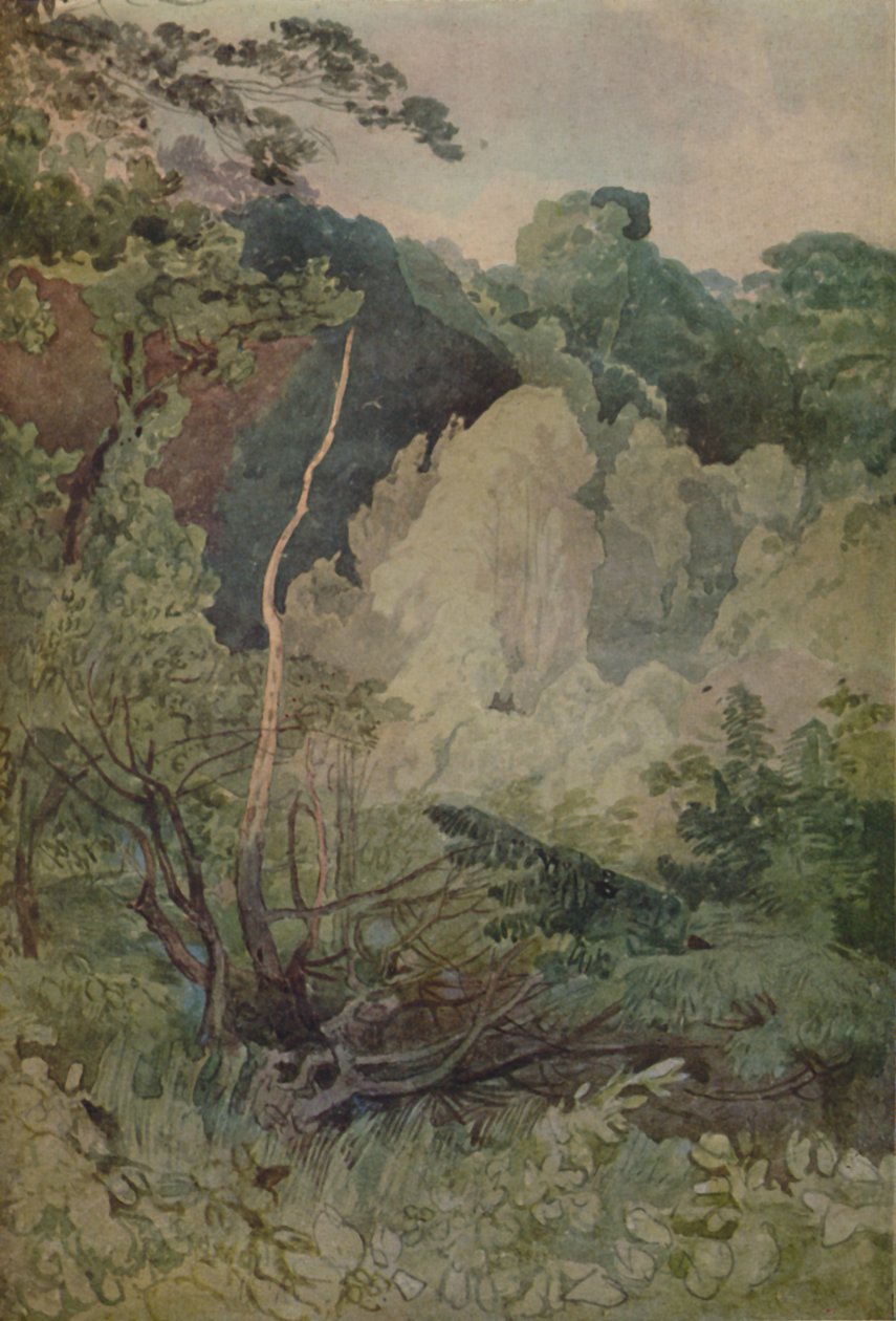 Alberi vicino al fiume Greta da John Sell Cotman