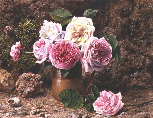 Rose da John Sherrin