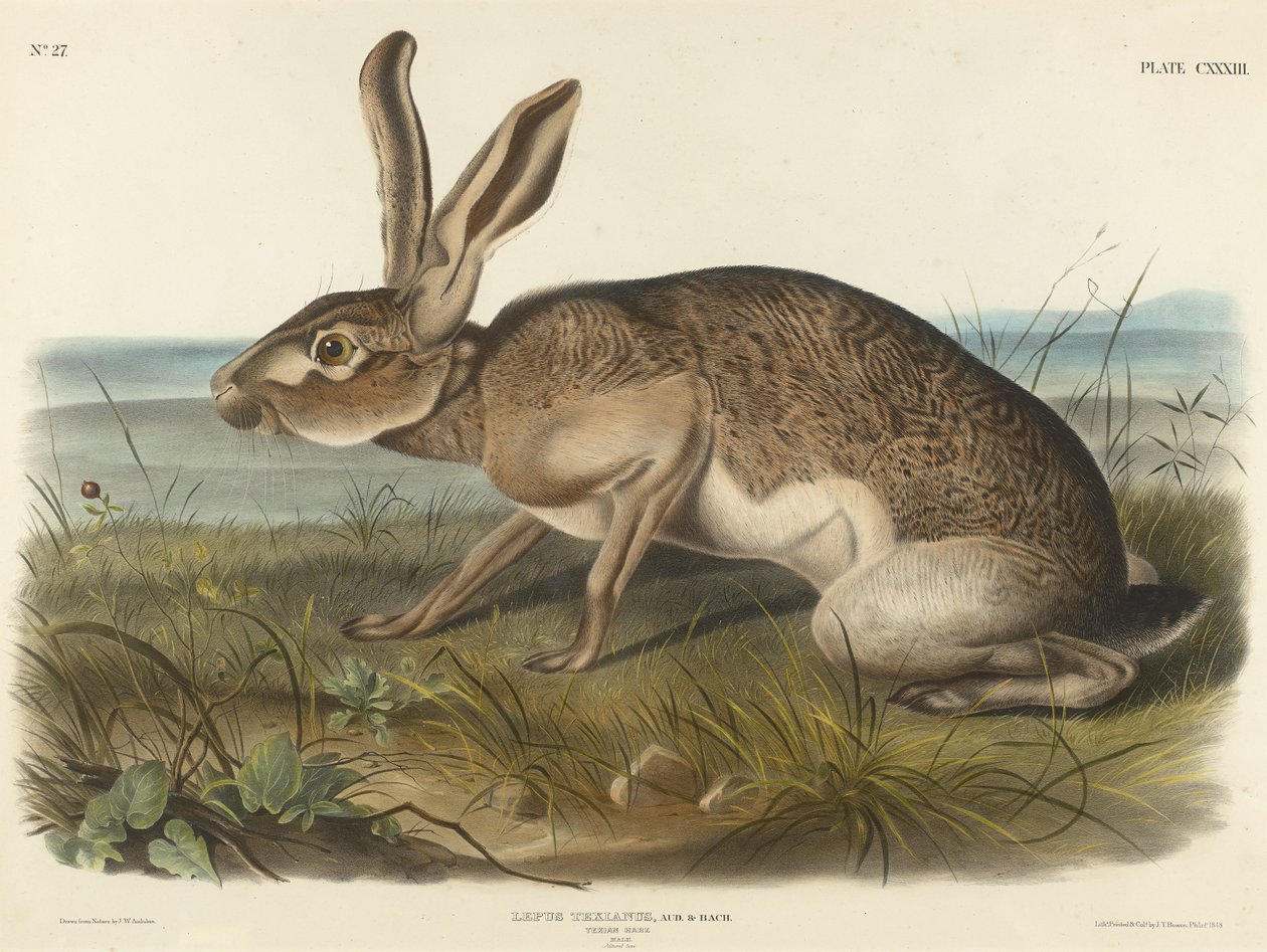 Lepre texana, 1848 da John T. Bowen