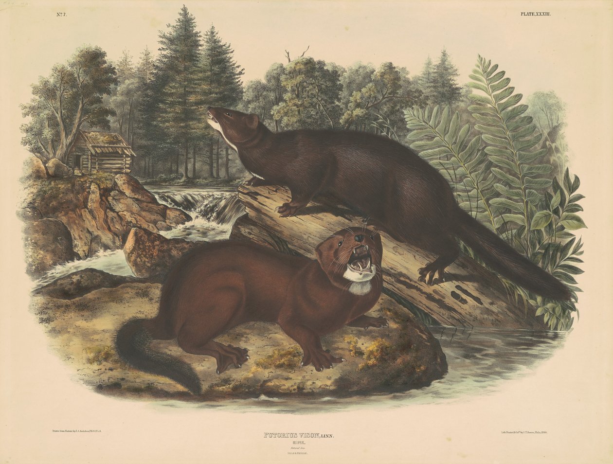 Visone da John T. Bowen, after John James Audubon