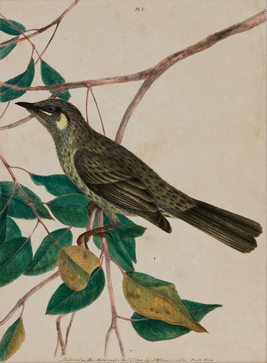 Meliphaga chrysotis (piatto 5) da 